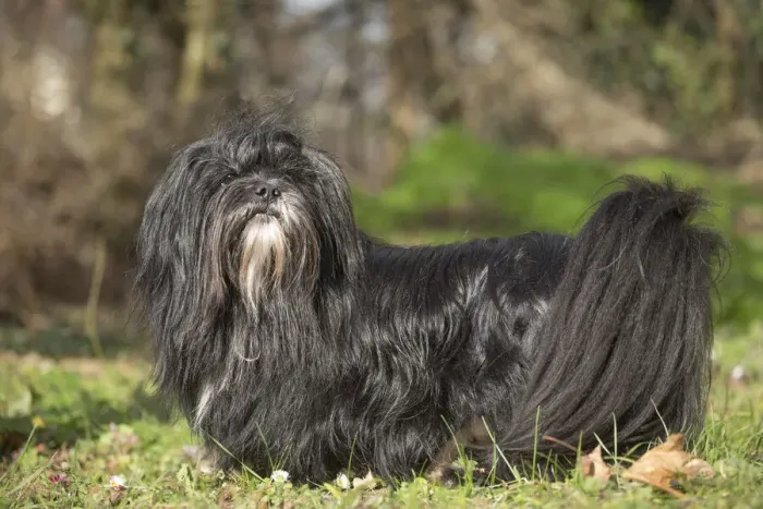 Framed Print : 13132304. Lhasa Apso dog outdoors in the garden Date Framed Print : 13132304. Lhasa Apso dog outdoors in the garden Date