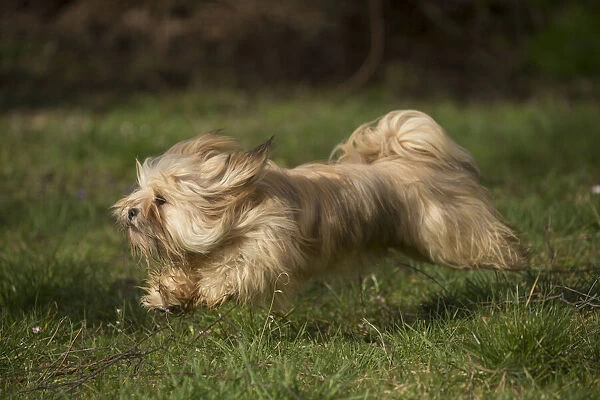 13132305. Lhasa Apso dog outdoors running in the garden Date