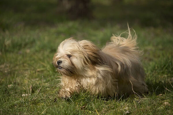 13132306. Lhasa Apso dog outdoors running in the garden Date