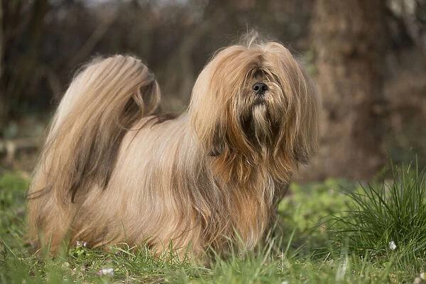 13132308. Lhasa Apso dog outdoors in the garden Date