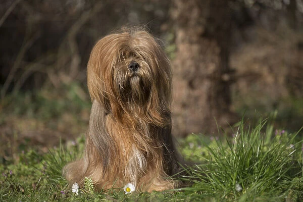 13132309. Lhasa Apso dog outdoors in the garden Date