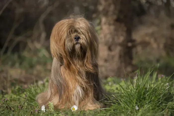 Framed Print : 13132309. Lhasa Apso dog outdoors in the garden Date Framed Print : 13132309. Lhasa Apso dog outdoors in the garden Date