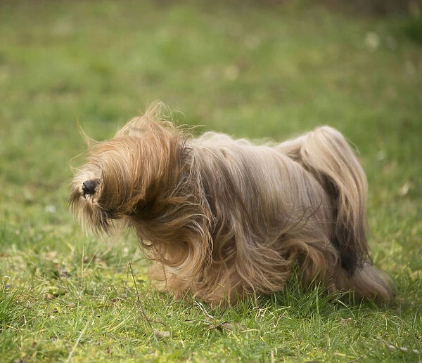 13132312. Lhasa Apso dog shaking itself in the garden Date