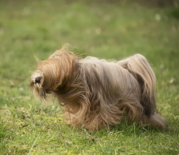 Framed Print : 13132312. Lhasa Apso dog shaking itself in the garden Date Framed Print : 13132312. Lhasa Apso dog shaking itself in the garden Date