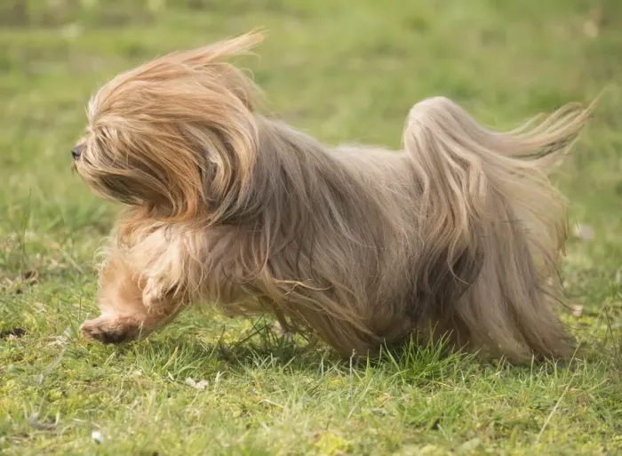 Framed Print : 13132313. Lhasa Apso dog outdoors running in the garden Date Framed Print : 13132313. Lhasa Apso dog outdoors running in the garden Date