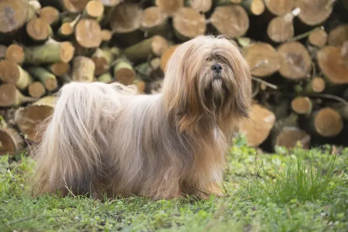 Framed Print : 13132314. Lhasa Apso dog outdoors in the garden Date Framed Print : 13132314. Lhasa Apso dog outdoors in the garden Date