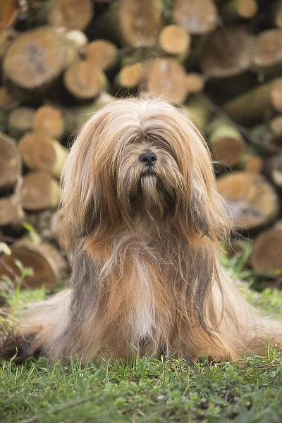 13132315. Lhasa Apso dog outdoors in the garden Date