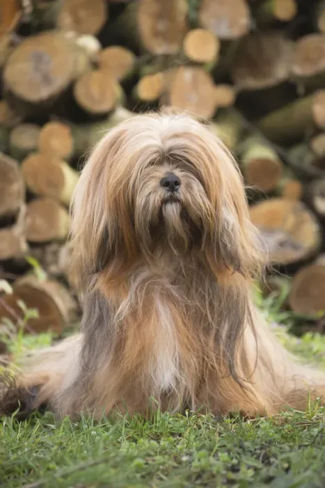 Framed Print : 13132315. Lhasa Apso dog outdoors in the garden Date Framed Print : 13132315. Lhasa Apso dog outdoors in the garden Date