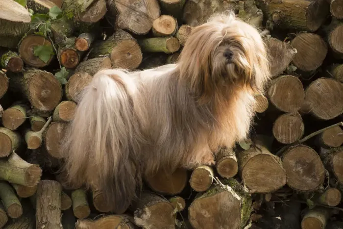 Framed Print : 13132316. Lhasa Apso dog outdoors in the garden Date Framed Print : 13132316. Lhasa Apso dog outdoors in the garden Date
