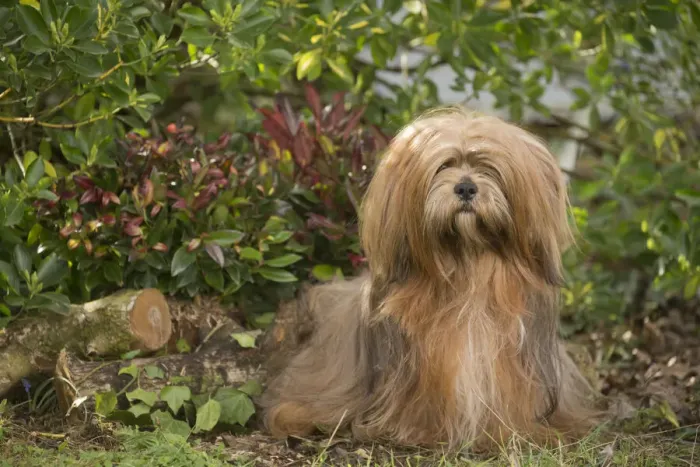 Framed Print : 13132317. Lhasa Apso dog outdoors in the garden Date Framed Print : 13132317. Lhasa Apso dog outdoors in the garden Date