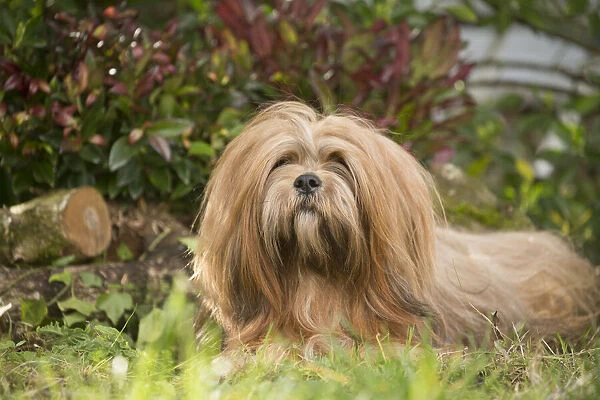 13132318. Lhasa Apso dog outdoors in the garden Date