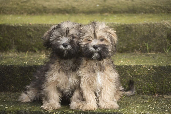 13132319. Lhasa Apso puppies sitting on steps Date