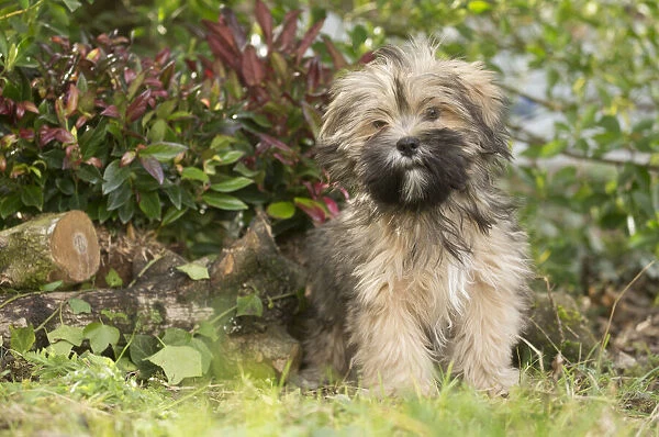 13132320. Lhasa Apso puppy in the garden Date