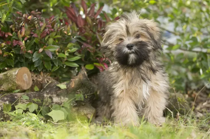 Framed Print : 13132320. Lhasa Apso puppy in the garden Date Framed Print : 13132320. Lhasa Apso puppy in the garden Date