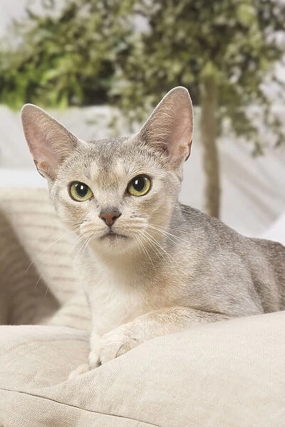 13132325. Abyssinian cat indoors Date