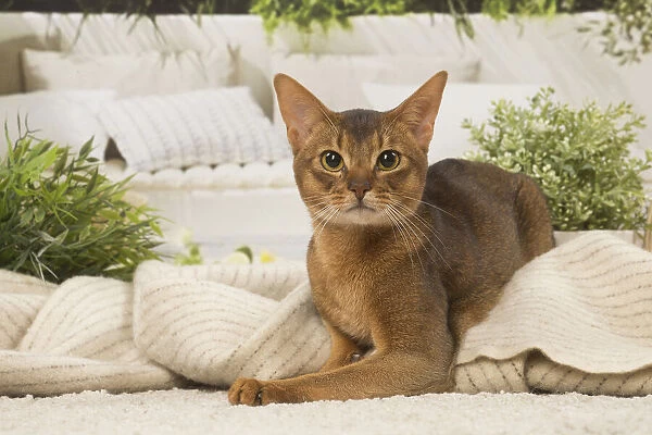 13132327. Abyssinian cat indoors Date