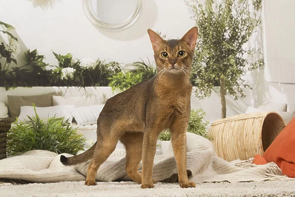 13132328. Abyssinian cat indoors Date