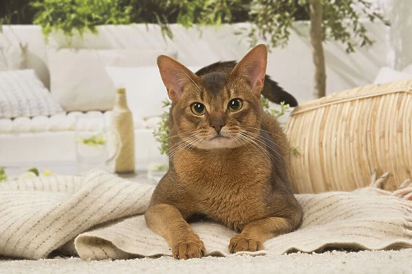 13132329. Abyssinian cat indoors Date