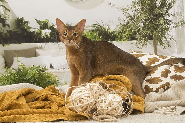 13132331. Abyssinian cat indoors Date