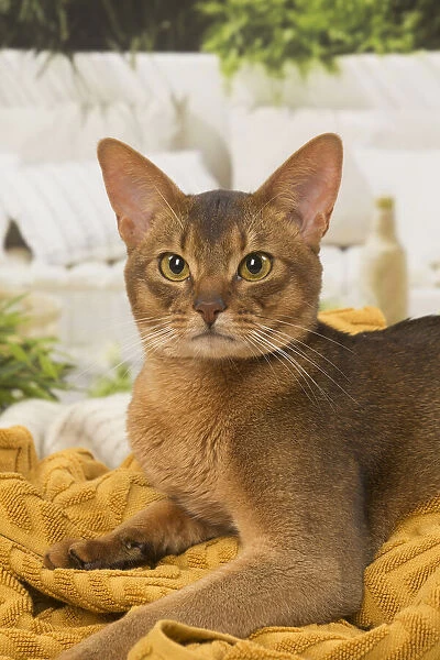 13132332. Abyssinian cat indoors Date