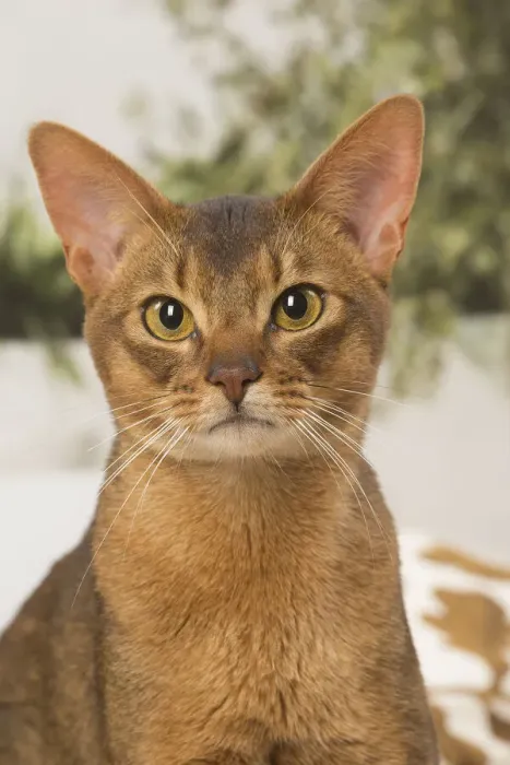 Framed Print : 13132333. Abyssinian cat indoors Date Framed Print : 13132333. Abyssinian cat indoors Date
