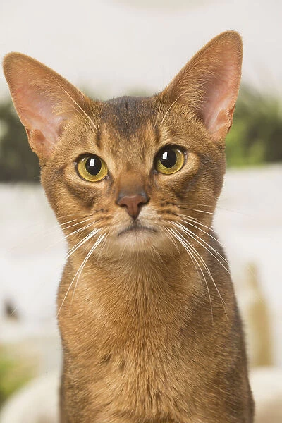 13132334. Abyssinian cat indoors Date