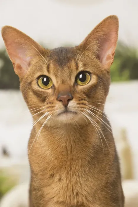 Framed Print : 13132334. Abyssinian cat indoors Date Framed Print : 13132334. Abyssinian cat indoors Date