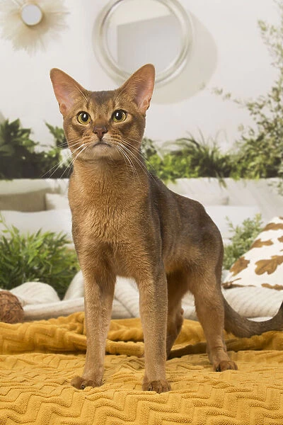 13132335. Abyssinian cat indoors Date