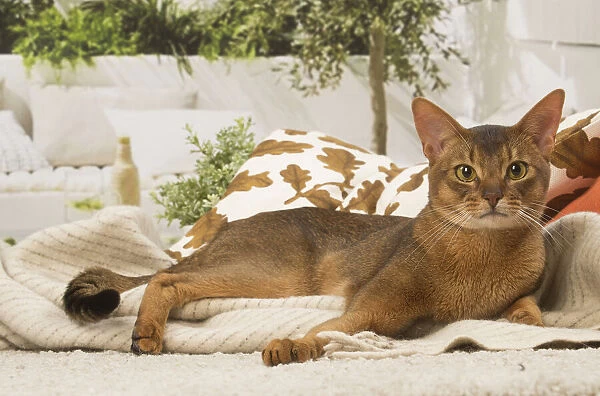 13132336. Abyssinian cat indoors Date