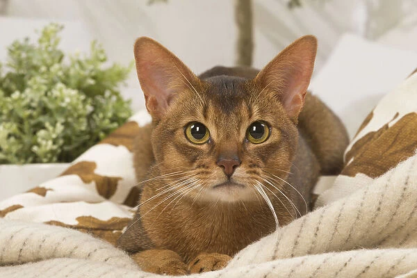 13132337. Abyssinian cat indoors Date