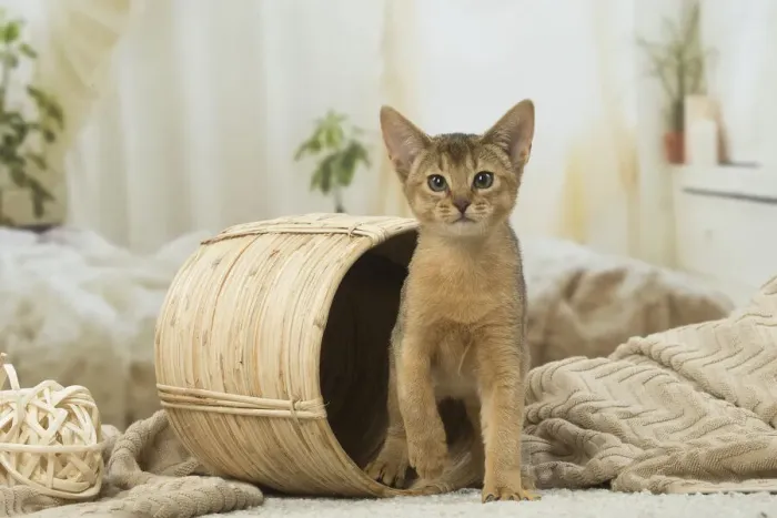 Framed Print : 13132346. Abyssinian kitten indoors Date Framed Print : 13132346. Abyssinian kitten indoors Date