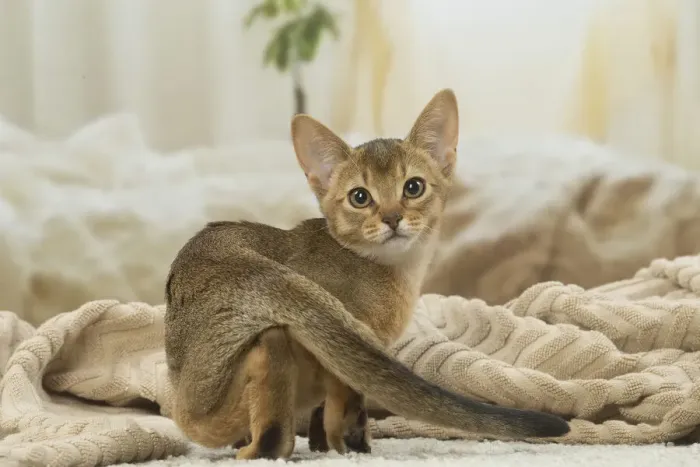 Framed Print : 13132347. Abyssinian kitten indoors Date Framed Print : 13132347. Abyssinian kitten indoors Date