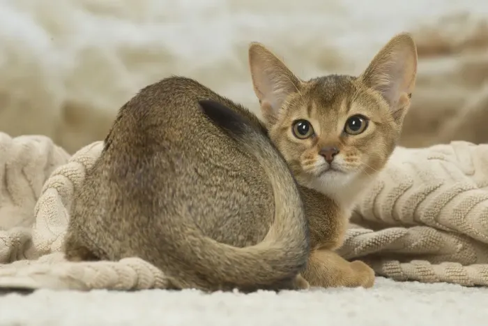 Framed Print : 13132348. Abyssinian kitten indoors Date Framed Print : 13132348. Abyssinian kitten indoors Date