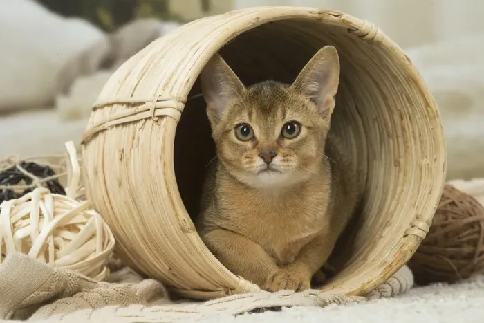 Framed Print : 13132352. Abyssinian kitten indoors in a basket Date