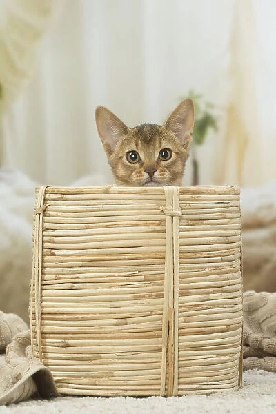 13132353. Abyssinian kitten indoors in a basket Date