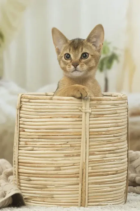 Framed Print : 13132354. Abyssinian kitten indoors in a basket Date Framed Print : 13132354. Abyssinian kitten indoors in a basket Date
