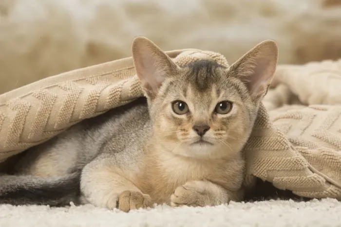 Framed Print : 13132360. Abyssinian kitten indoors Date Framed Print : 13132360. Abyssinian kitten indoors Date
