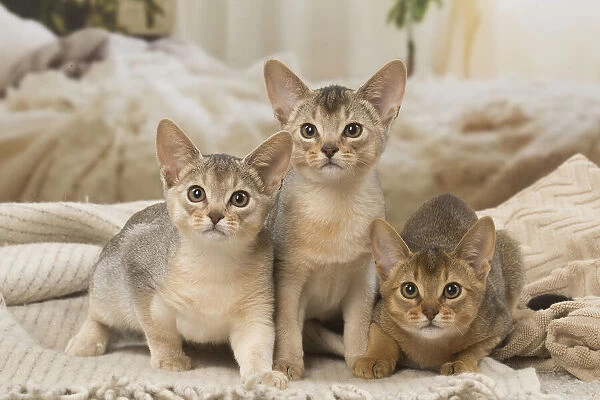 13132362. Abyssinian kittens indoors Date