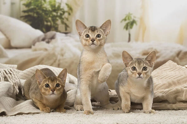 13132363. Abyssinian kittens indoors Date