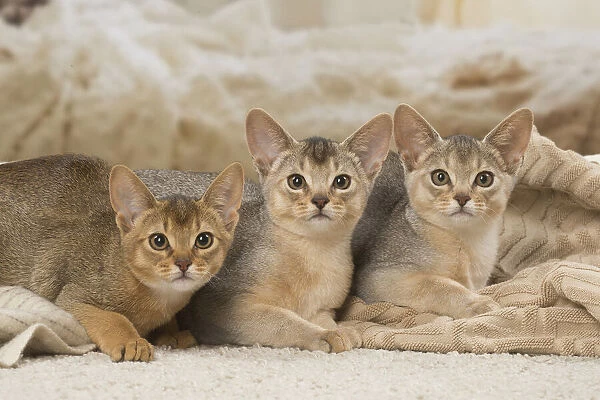 13132364. Abyssinian kittens indoors Date