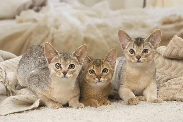 13132365. Abyssinian kittens indoors Date