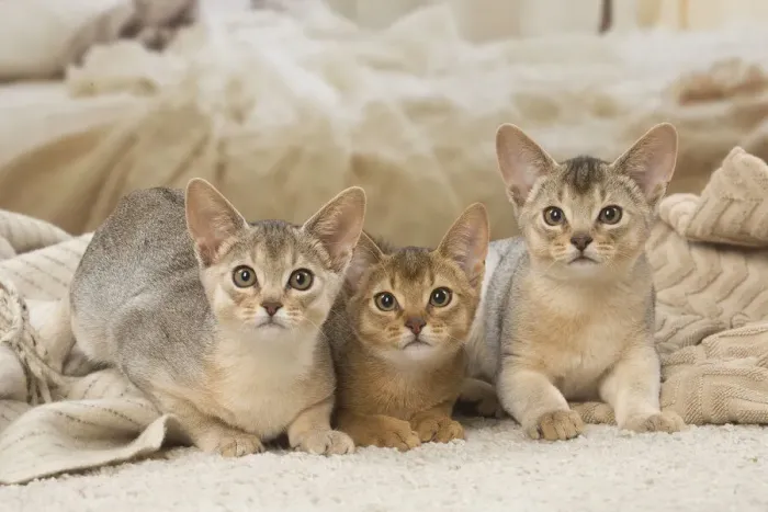 Framed Print : 13132365. Abyssinian kittens indoors Date Framed Print : 13132365. Abyssinian kittens indoors Date