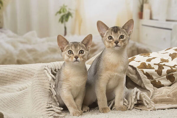 13132366. Abyssinian kittens indoors Date