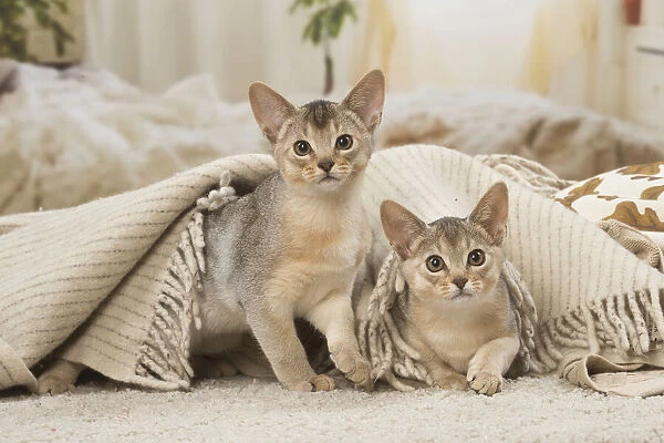 13132367. Abyssinian kittens indoors Date