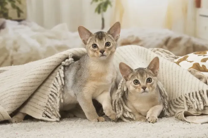 Framed Print : 13132367. Abyssinian kittens indoors Date Framed Print : 13132367. Abyssinian kittens indoors Date