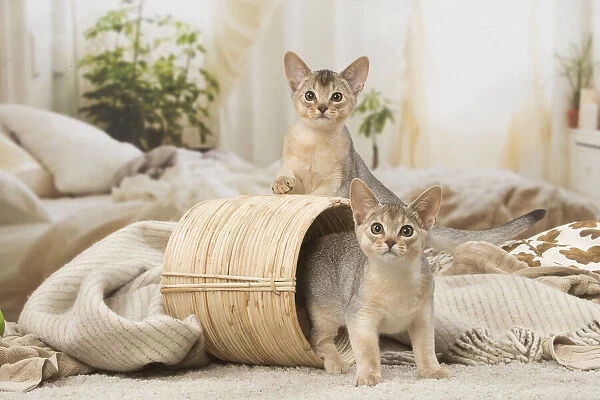 13132368. Abyssinian kittens indoors in a basket Date