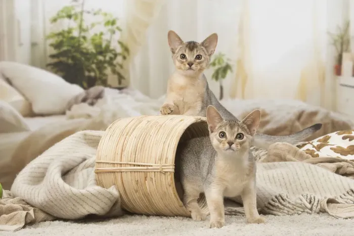 Framed Print : 13132368. Abyssinian kittens indoors in a basket Date Framed Print : 13132368. Abyssinian kittens indoors in a basket Date