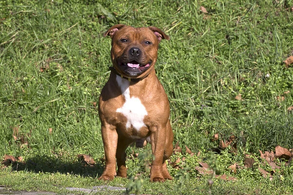 13132370. Staffordshire Bull Terrier dog outdoors Date