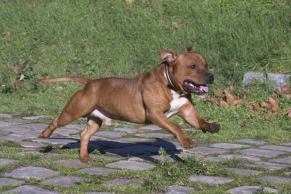 13132373. Staffordshire Bull Terrier dog running outdoors Date