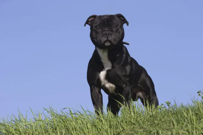Framed Print : 13132374. Staffordshire Bull Terrier dog outdoors Date